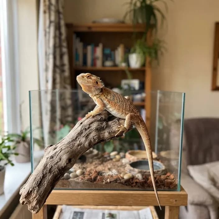 A bearded dragon resting on a branch inside a home terrarium