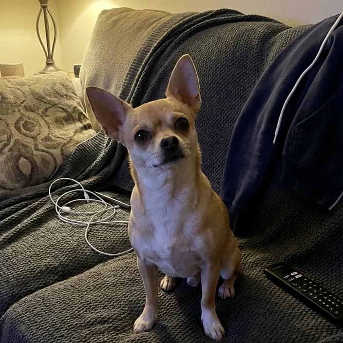 A tan and white Chihuahua sitting on a grey couch blanket in the evening