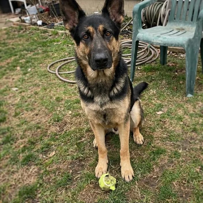 A black and tan German Shepherd sitting on a backyard lawn with a tennis ball