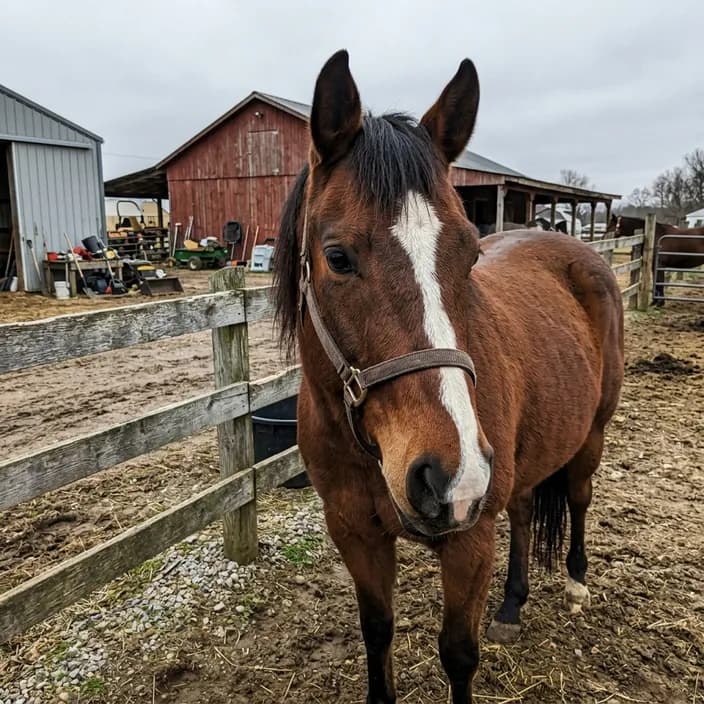 A bay horse with a white blaze standing by a paddock fence