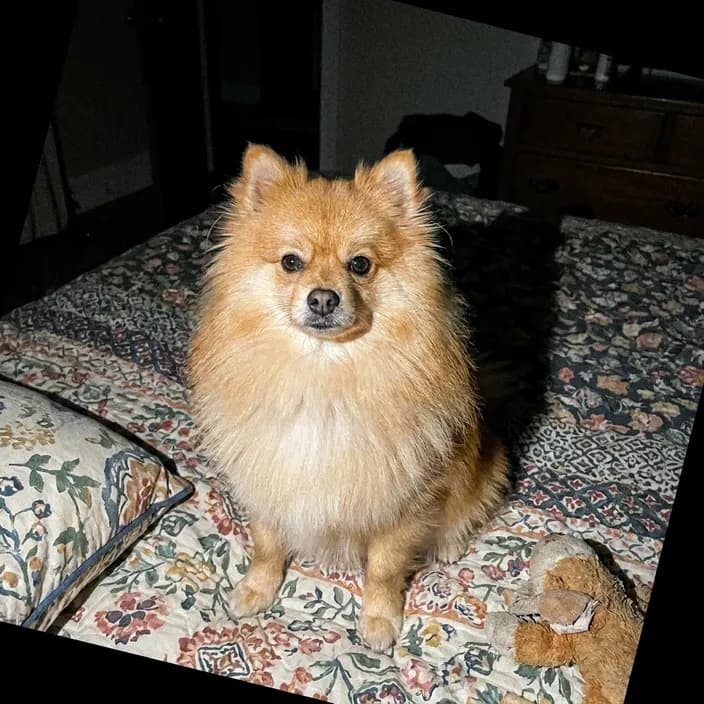 A fluffy orange Pomeranian sitting on a patterned bedspread, taken with the phone flash