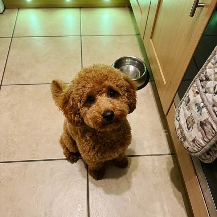 An apricot toy poodle sitting on a kitchen floor looking up at the camera