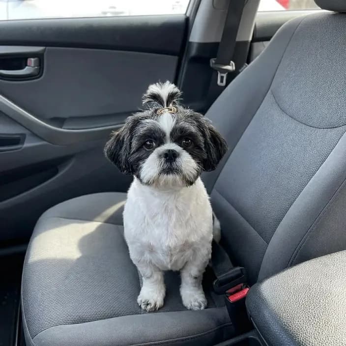 A black and white Shih Tzu with a topknot sitting on a car passenger seat