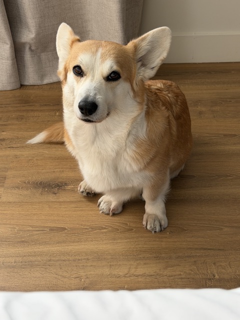 Customer photo of a pet